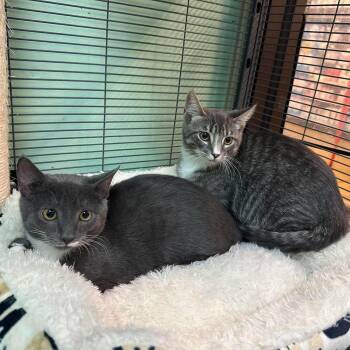 Atticus Lincoln & George O