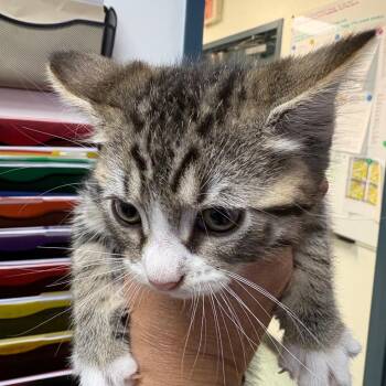 Emerald -  Domestic Short Hair Cat for Adoption in Philadelphia, Pennsylvania - Emerald | PetCurious