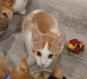 John Oliver -  Domestic Short Hair Cat for Adoption in Parkville, Maryland - John Oliver | PetCurious