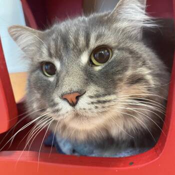 Domestic Long Hair Cats Available for Adoption - Leon | PetCurious