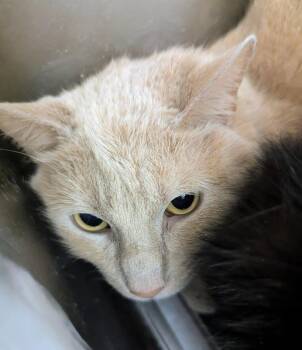 Rescue Domestic Short Hair Cats for Adoption in Springfield, Illinois - Bynx | PetCurious