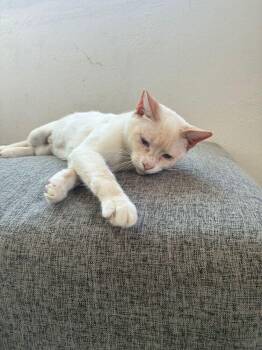 Domestic Short Hair Cats Available for Adoption - Maw | PetCurious