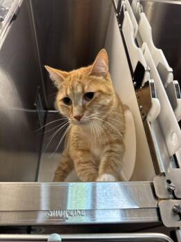 Wybie -  Domestic Short Hair Cat for Adoption in Hilton Head Island, South Carolina - Wybie | PetCurious