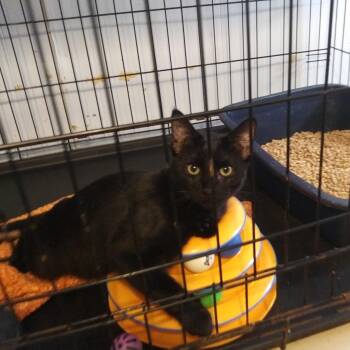 Rasputin (Bonded with Bridgette) -  Domestic Short Hair Cat for Adoption in PORT WENTWRTH, Georgia - Rasputin (Bonded With Bridgette) | PetCurious