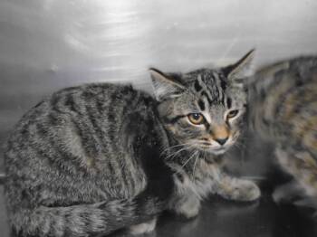 Rescue Domestic Short Hair Cats for Adoption in Hopkinsville, Kentucky - Nepolean | PetCurious