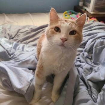 Domestic Short Hair Cats Available for Adoption in Lubbock, Texas - Butter | PetCurious