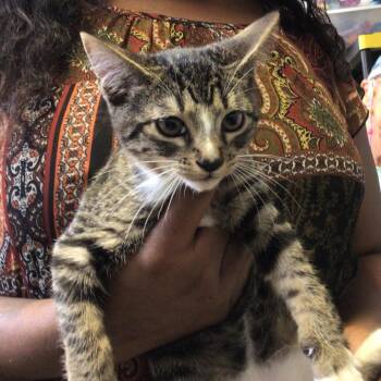 Dolche -  Domestic Short Hair Cat for Adoption in New Orleans, Louisiana - Dolche | PetCurious