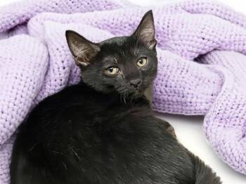 VENTI -  Domestic Short Hair Cat for Adoption in Fort Lauderdale, Florida - VENTI | PetCurious