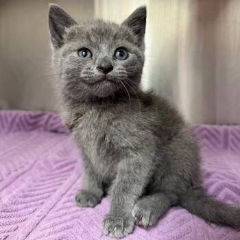 Sapphire -  Domestic Medium Hair Cat for Adoption in Lake Panasoffkee, Florida - Sapphire | PetCurious
