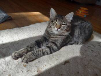 Pepper LG -  Domestic Medium Hair Cat for Adoption in Battle Ground, Washington - Pepper LG | PetCurious
