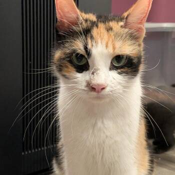 Lady Ada C11865 -  Domestic Short Hair Cat for Adoption - Lady Ada C11865 | PetCurious