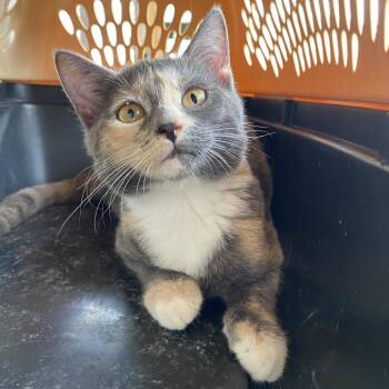 Fruity Pebbles -  American Shorthair Cat for Adoption in Freeport, Florida - Fruity Pebbles | PetCurious