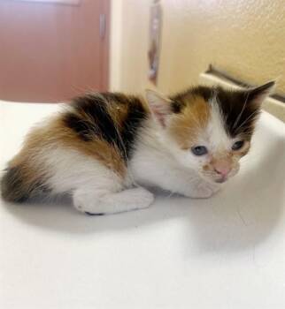Domestic Short Hair Cats Available for Adoption in Thousand Palms, California - A1913607 | PetCurious