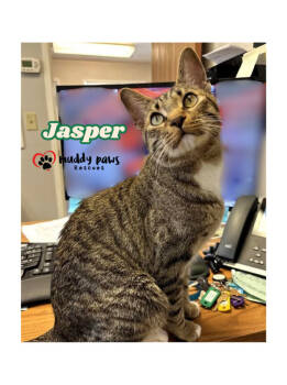 Rescue Tabby Cats for Adoption in Council Bluffs, Iowa - Jasper | PetCurious