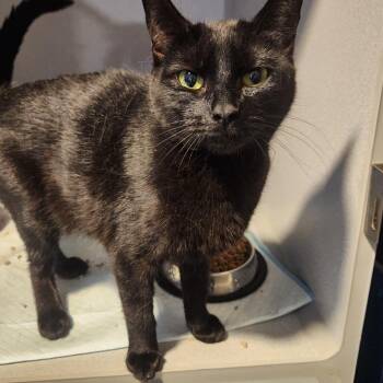 Domestic Short Hair Cats Available for Adoption - Jinx | PetCurious