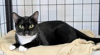 Henrietta Von Trapp -  Domestic Short Hair Cat Available for Adoption in Youngtown, Arizona - Henrietta Von Trapp | PetCurious