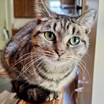 Tabby and Domestic Short Hair Cats Available for Adoption - Jodi | PetCurious