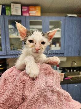 Comet -  Domestic Short Hair Cat for Adoption in Disputanta, Virginia - Comet | PetCurious