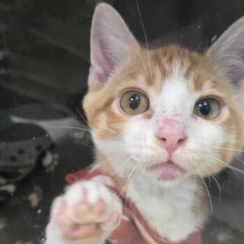 Pillsbury -  Domestic Short Hair Cat for Adoption in Grayslake, Illinois - Pillsbury | PetCurious