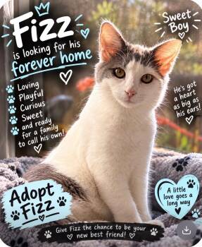 Fizz -  Domestic Long Hair Cat for Adoption in Vacaville, California - Fizz | PetCurious