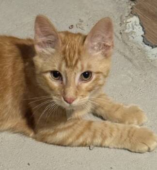 Rescue Domestic Short Hair Cats for Adoption in Fort Worth, Texas - Guanabano | PetCurious