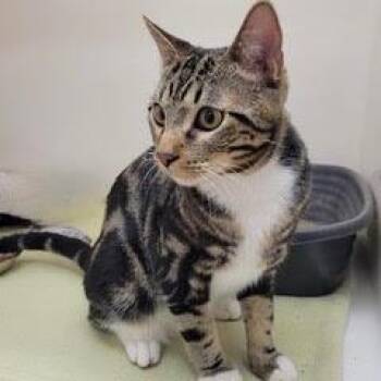Theodore -  Tabby Cat for Adoption in Green Valley, Arizona - Theodore | PetCurious