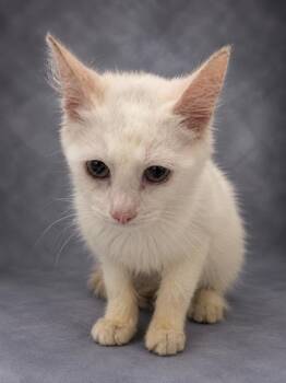SNOWBALL -  Domestic Medium Hair Cat for Adoption in Winter Haven, Florida - SNOWBALL | PetCurious