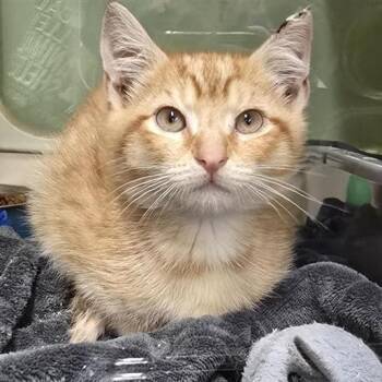 Mr. Cat -  Domestic Short Hair Cat for Adoption in Prince Frederick, Maryland - Mr. Cat | PetCurious