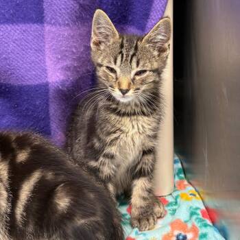 Squidward -  Domestic Short Hair Cat for Adoption in Morganton, North Carolina - Squidward | PetCurious
