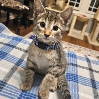 Domestic Short Hair Cats Available for Adoption in Fairway, Kansas - Dr. Robby | PetCurious