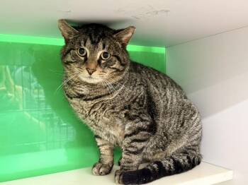 Domestic Short Hair Cats Available for Adoption in Cleveland, Ohio - Dentzler | PetCurious