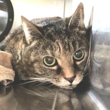 Squeaky -  Domestic Short Hair Cat for Adoption in Lakeland, Florida - Squeaky | PetCurious