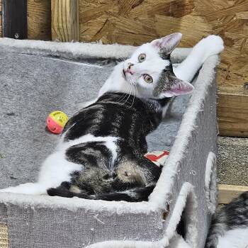 Puffy -  Domestic Short Hair Cat for Adoption in Richmond, Virginia - Puffy | PetCurious