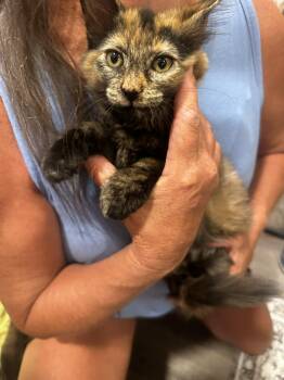 Ruthie -  Tortoiseshell Cat for Adoption in Missoula, Montana - Ruthie | PetCurious