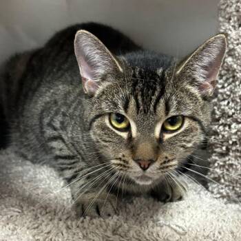 Nala -  Domestic Short Hair Cat for Adoption in Buffalo, New York - Nala | PetCurious