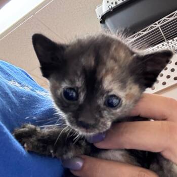 Pip -  Domestic Short Hair Cat for Adoption in Goleta, California - Pip | PetCurious