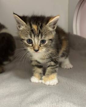 Calico Cats Available for Adoption in Liverpool, New York - Azalea | PetCurious
