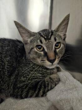 Zuri -  Domestic Short Hair Cat for Adoption in Mobile, Alabama - Zuri | PetCurious