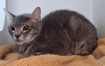 Millicent -  Domestic Short Hair Cat for Adoption in Fairfax, Virginia - Millicent | PetCurious