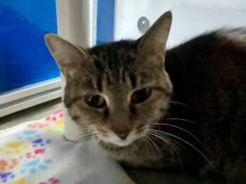 Lady Rainicorn -  Domestic Short Hair and Affenpinscher Cat for Adoption in Powell, Ohio - Lady Rainicorn | PetCurious