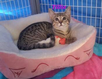 Tillie -  Domestic Short Hair Cat Available for Adoption in Diamond Springs, California - Tillie | PetCurious