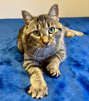 Rescue Domestic Short Hair and Tabby Cats for Adoption in Garland, Texas - Brisket | PetCurious