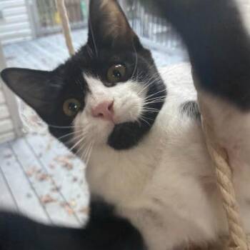 Constantine 22785 -  Domestic Short Hair Cat for Adoption in Minneapolis, Minnesota - Constantine 22785 | PetCurious