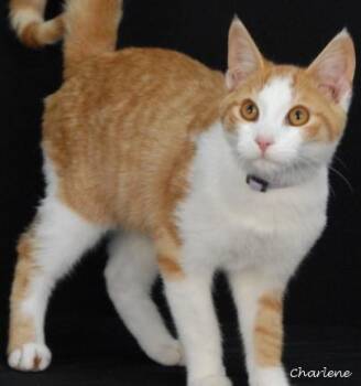 Rescue Domestic Short Hair Cats for Adoption in Newland, North Carolina - Tricky | PetCurious