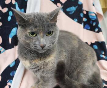 Kiki -  Domestic Short Hair Cat for Adoption in Thief River Falls, Minnesota - Kiki | PetCurious