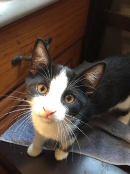 Hocus -  Domestic Short Hair Cat for Adoption in Hamilton, Ontario - Hocus | PetCurious