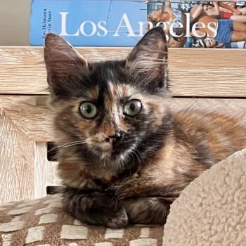 Rescue Domestic Short Hair Cats for Adoption in Los Angeles, California - Hazel | PetCurious
