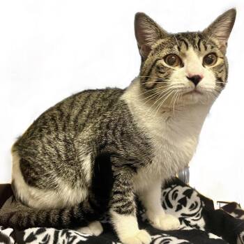 Domestic Short Hair Cats Available for Adoption in Graham, Washington - ROO (Bonded With Tigger) | PetCurious