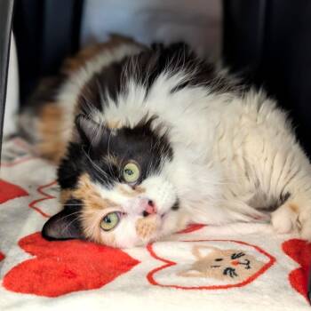 Tiramisu -  Domestic Long Hair Cat for Adoption in Spokane, Washington - Tiramisu | PetCurious