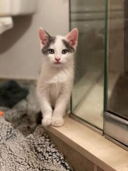 Magical Kitsune -  Domestic Short Hair Cat Available for Adoption in Mount Laurel Township, New Jersey - Magical Kitsune | PetCurious